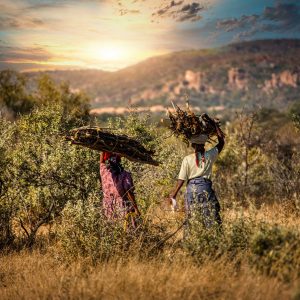 Two african woman in a village in Botswana carry firewood from the bush