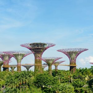 Singapore Supertrees in garden by the bay at Bay South Singapore.